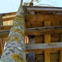 branche cabane