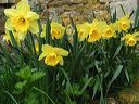 jonquilles