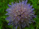 knautia_fleur