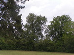 paysage bois