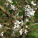 prunelle