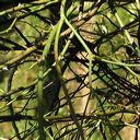 ronces branches