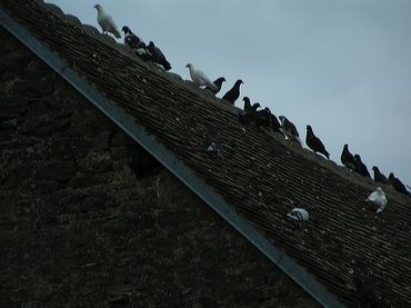 pigeons sur le toit