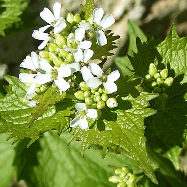 fleur d'alliaire