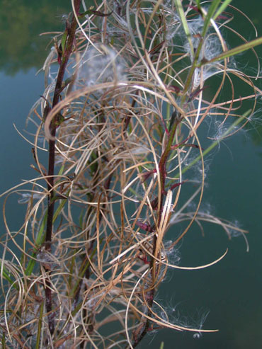 épilobe au bord de l'eau