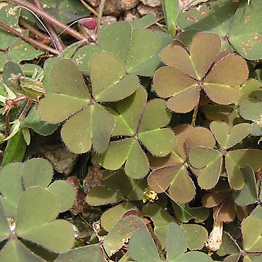 les feuilles de l'oxalis corniculé