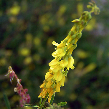 fleur de mélilot