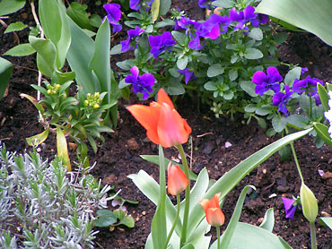 fleurs du jardin