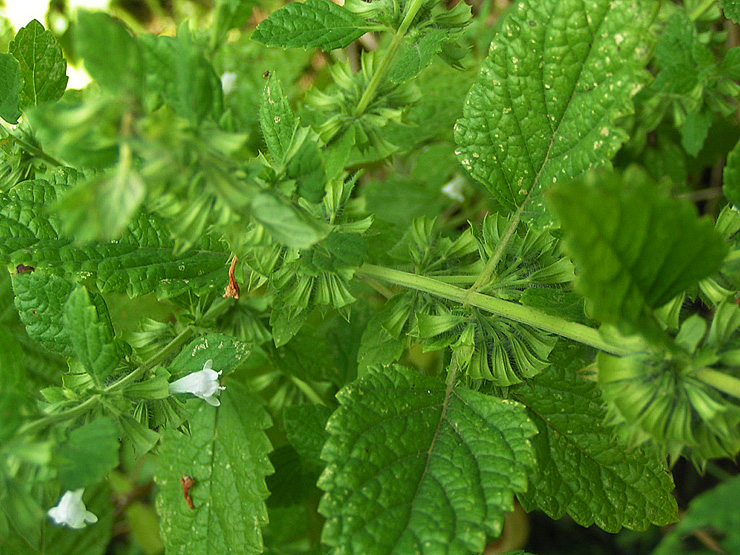melisse appelée citronelle