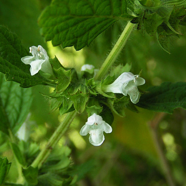 petites fleurs de mélisse