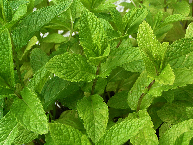 feuilles de menthe verte