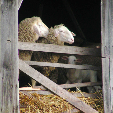 moutons dans la bergerie