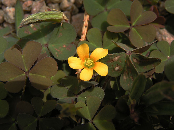 Oxalis corniculé