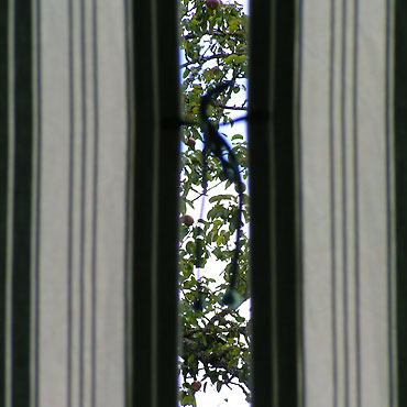arbre et rideaux